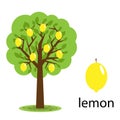 Lemon tree Royalty Free Stock Photo