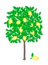 Lemon tree