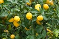 Lemon tree Royalty Free Stock Photo