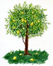 Lemon tree Royalty Free Stock Photo