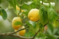 Lemon tree Royalty Free Stock Photo