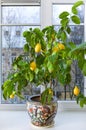 Lemon tree