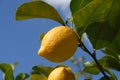 Lemon On Tree, Against Blue Sky With Copy Space