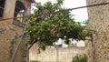 Lemon Tree as a roof Royalty Free Stock Photo