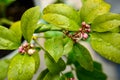 Lemon tree in bloom