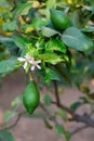 Lemon tree blooming. Branch with fresh green lemons, leaves and flowers. Citrus garden in Sicily