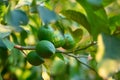 Lemon tree blooming. Branch with fresh green lemons, leaves and flowers. Citrus garden in Sicily