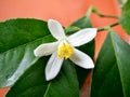 Lemon tree blossom, citrus flower