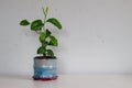 Lemon Tree Bonsai seedling in the pot