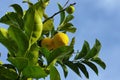 Lemon tree with fruits