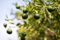 Lemon tree. Branch with fresh green lemons. Citrus garden in Sicily