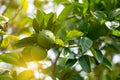 Lemon tree. Branch with fresh green lemons. Citrus garden in Sicily