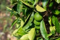 Lemon tree. Branch with fresh green lemons with drop of water after rain, leaves and flowers. Citrus garden in Sicily, Royalty Free Stock Photo