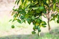 Lemon tree. Branch with fresh green lemons with drop of water after rain, leaves and flowers. Citrus garden in Sicily Royalty Free Stock Photo