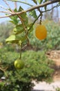 Lemon tree branch with green and yellow little fruit under sunlight. Close-up photo Royalty Free Stock Photo