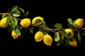 lemon tree branch with ripe lemons