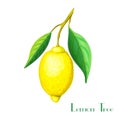 Lemon tree branch with yellow lemon and green leaves isolated on white. Lemon plant illustration. vector hand drawn tropical Royalty Free Stock Photo