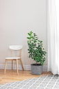 Lemon tree in a bright room