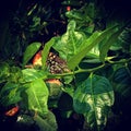 Lemon tree butterfly leaves greenery