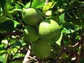 Lemon on a tree Royalty Free Stock Photo