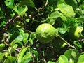 Lemon on a tree Royalty Free Stock Photo