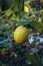 Lemon on a tree Royalty Free Stock Photo