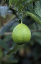 LEMON TREE citrus limonum IN HAWAII Royalty Free Stock Photo