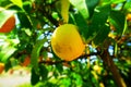 Lemon in tree