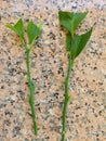 lemon tree cuttings for rooting. young branches prepared to take root of lemon tree Royalty Free Stock Photo