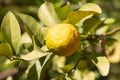 Lemon tree on a desert farm in Al-Disah