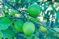 Lemon Tree Detail Agriculture Tropical