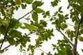 a lemon tree in the detail - branches with lemon fruit Royalty Free Stock Photo