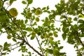 lemon tree in the detail - branches with lemon fruits