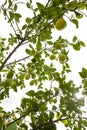 lemon tree in the detail - branches with lemon fruits