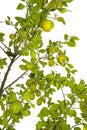 lemon tree in the detail - branches with lemon fruits