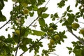 a lemon tree in the detail - branches with lemon fruit