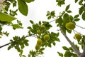 a lemon tree in the detail - branches with lemon fruit Royalty Free Stock Photo