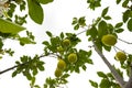 a lemon tree in the detail - branches with lemon fruit