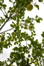 a lemon tree in the detail - branches with lemon fruit