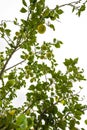 a lemon tree in the detail - branches with lemon fruit Royalty Free Stock Photo