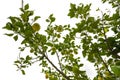 a lemon tree in the detail - branches with lemon fruit