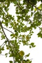 lemon tree in the detail - branches with lemon fruits