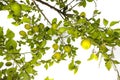 lemon tree in the detail - branches with lemon fruits