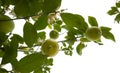 lemon tree in the detail - branches with lemons