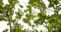 lemon tree in the detail - branches with lemons