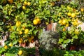 Lemon tree in Esporles, Mallorca, Spain Royalty Free Stock Photo