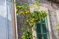 Lemon tree in Esporles, Mallorca Royalty Free Stock Photo