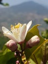 The lemon tree flower Royalty Free Stock Photo