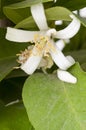 Lemon tree flower Royalty Free Stock Photo