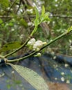 Lemon tree flower bud with leaves Royalty Free Stock Photo